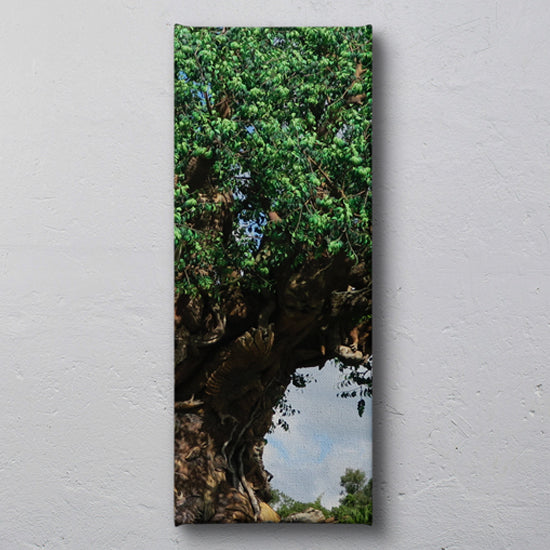 Florida parks canvas prints